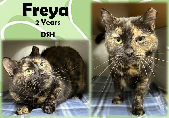 An adult medium-sized female Tortoiseshell Domestic Short Hair cat named Freya for adoption in Franklin, IN