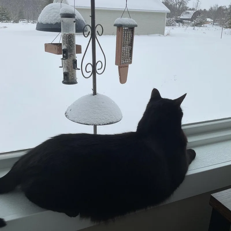 A senior large-sized male Black Domestic Short Hair cat named Mitten for adoption in Traverse City, MI