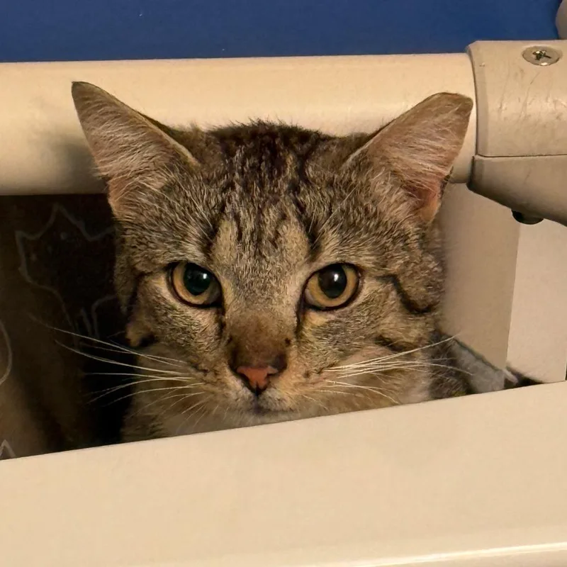 An adult medium-sized male Brown / Chocolate Domestic Short Hair cat named Egg for adoption in Morgantown, WV