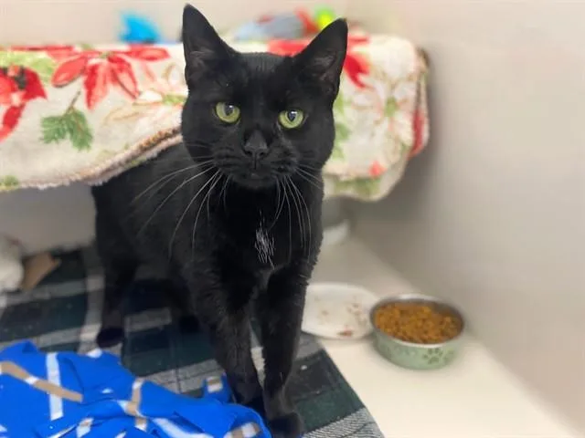 An adult medium-sized female Domestic Short Hair cat named Mo Mo for adoption in Fort Wayne, IN