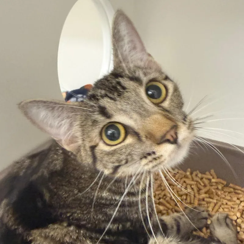 A young medium-sized female Domestic Short Hair cat named Star for adoption in Cumming, GA