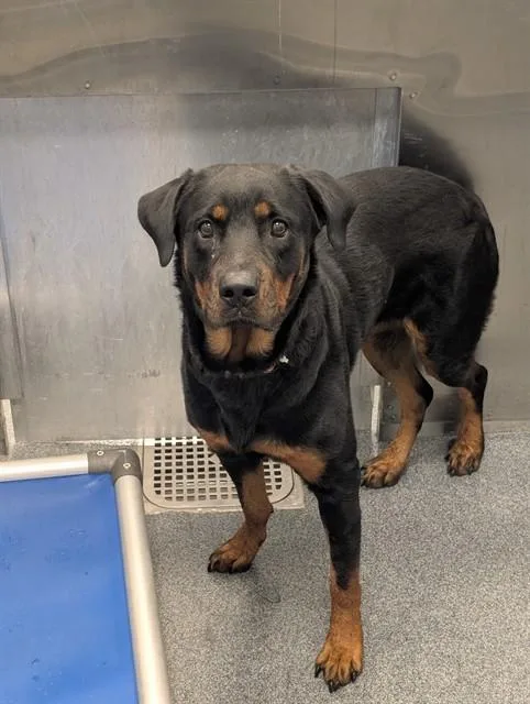An adult large-sized female Mixed Breed dog named August for adoption in Dallas, TX