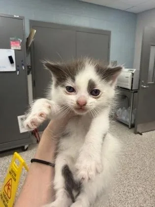 A baby small-sized male Domestic Short Hair cat named Flounder for adoption in Gastonia, NC