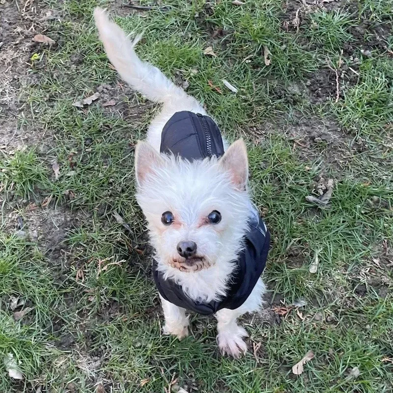 A senior small-sized male Yorkshire Terrier dog named Milton for adoption in Rochester, NY
