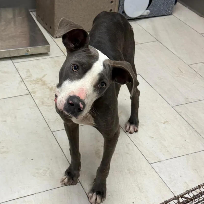 A young medium-sized female Pit Bull Terrier dog named West for adoption in Lufkin, TX