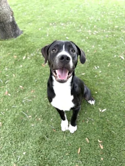 A young medium-sized male Labrador Retriever dog named Matches for adoption in Daytona Beach, FL