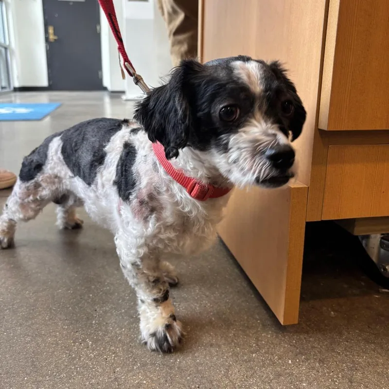 An adult small-sized male Black Mixed Breed dog named YORKStray for adoption in York, PA