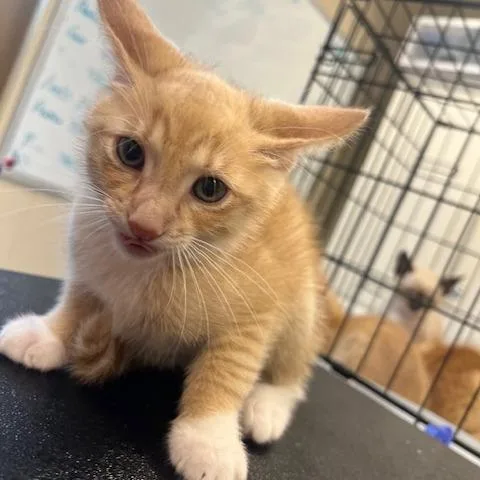 A baby small-sized male Buff / Tan / Fawn Domestic Short Hair cat named Mark for adoption in Lake Panasoffkee, FL