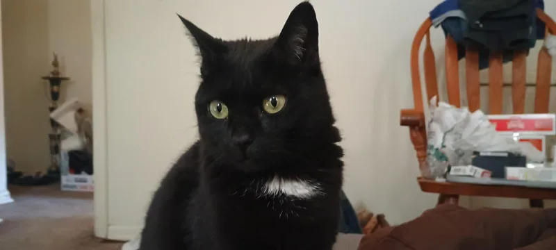 An adult medium-sized female Black & White / Tuxedo Domestic Short Hair cat named Alisa for adoption in Philadelphia, PA