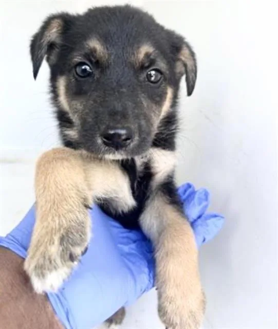 An adult small-sized female German Shepherd Dog dog named A for adoption in Houston, TX
