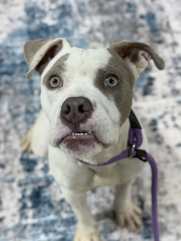 A young medium-sized male Pit Bull Terrier dog named Silverfish for adoption in Lancaster, OH