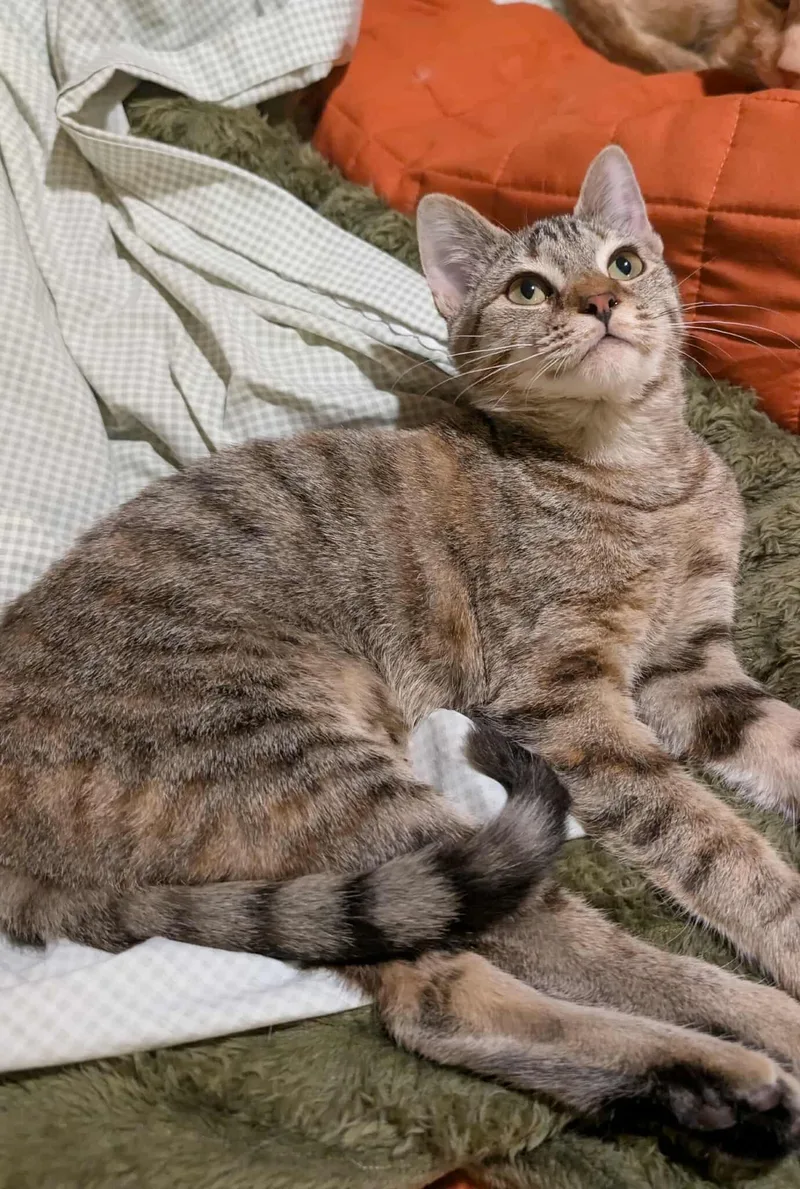 Sassafras thumbnail 2