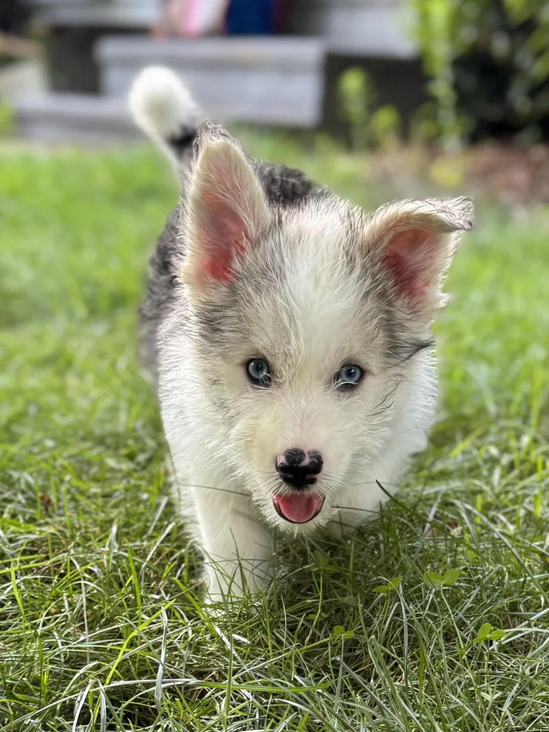A baby medium-sized female Husky dog named Snow for adoption in Cherry Valley, MA