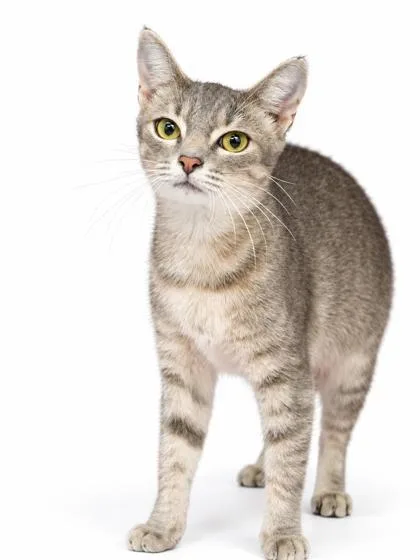 An adult medium-sized female Domestic Short Hair cat named Nancy for adoption in Bowling Green, KY