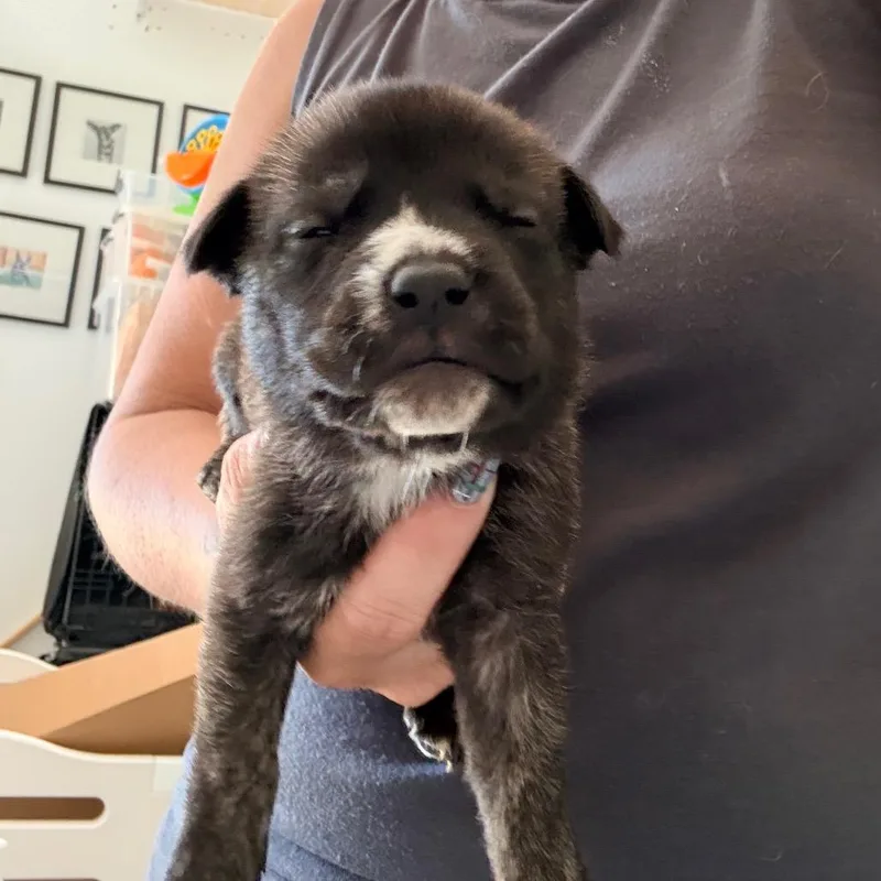 A baby medium-sized female English Bulldog dog named Atlanta for adoption in Sacramento, CA