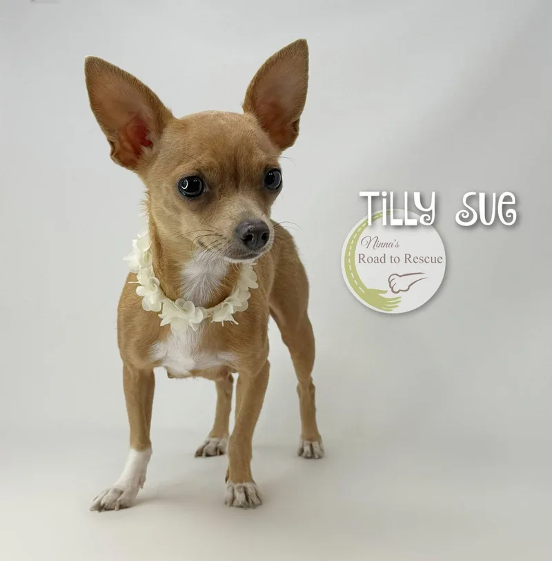 Tilly Sue