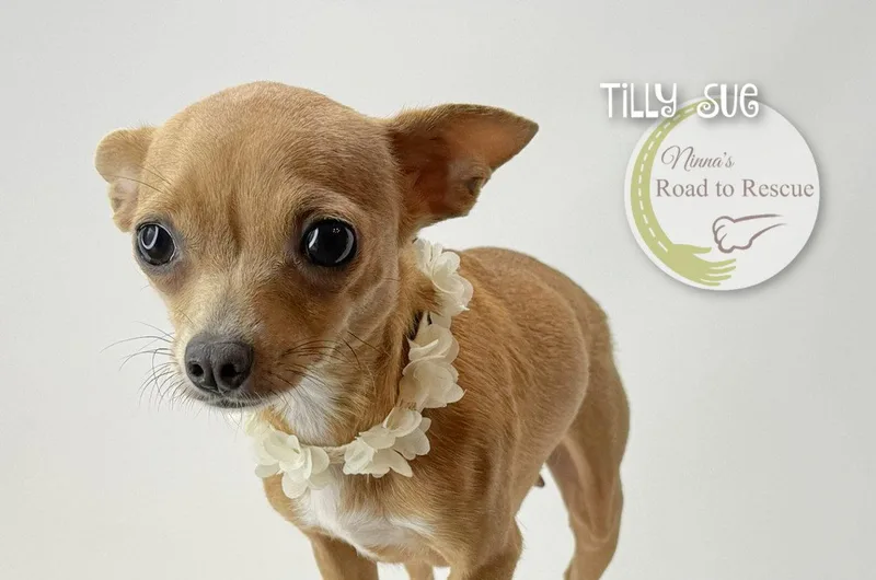 Tilly Sue thumbnail 2