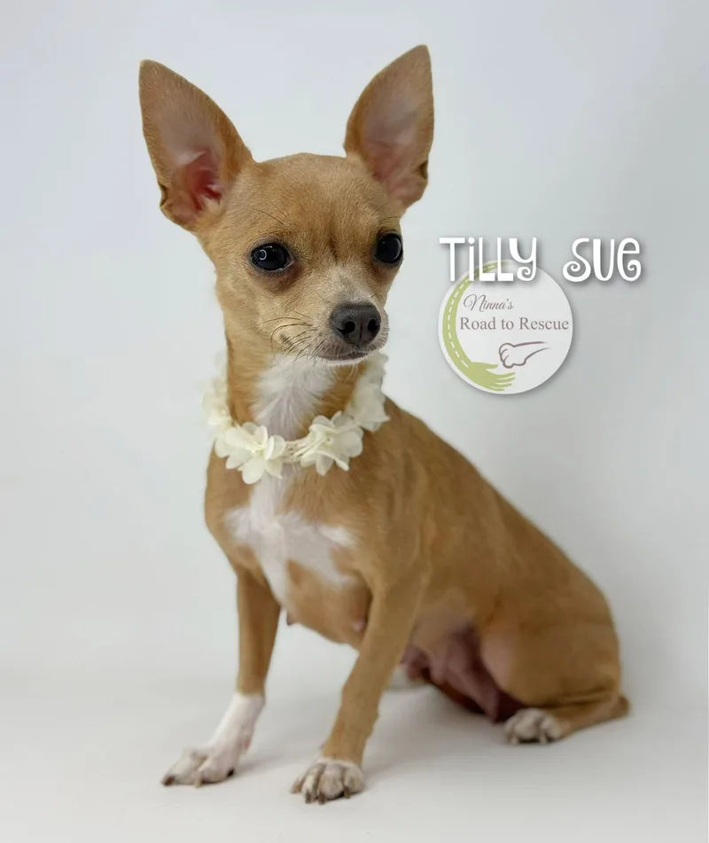 Tilly Sue thumbnail 3
