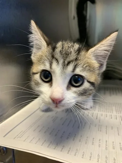 A baby small-sized female Domestic Short Hair cat named Pumpkin for adoption in San Jose, CA