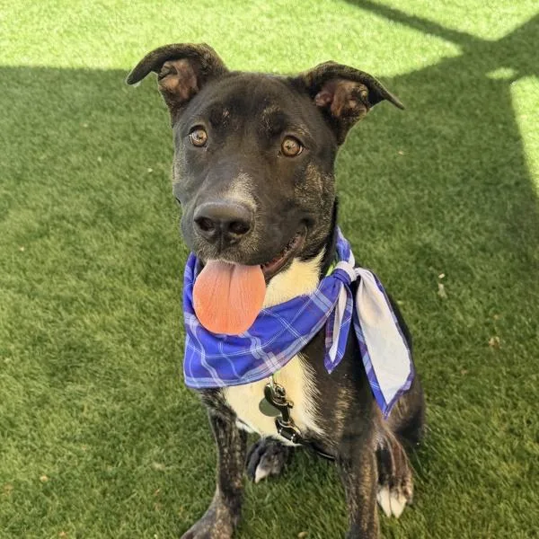 A young medium-sized male American Staffordshire Terrier dog named Sage for adoption in Walnut Creek, CA