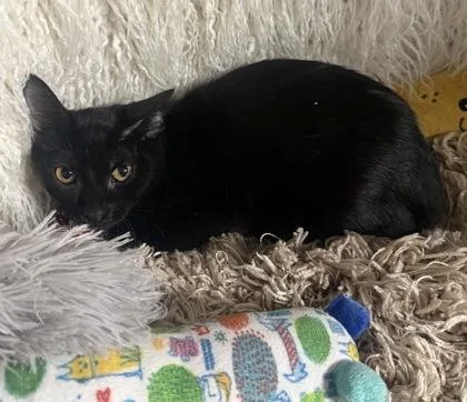 A baby small-sized female Domestic Short Hair cat named Lorraine for adoption in Conway, SC
