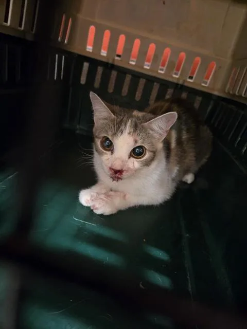 A young medium-sized female Domestic Short Hair cat named Hildreth for adoption in Louisville, KY