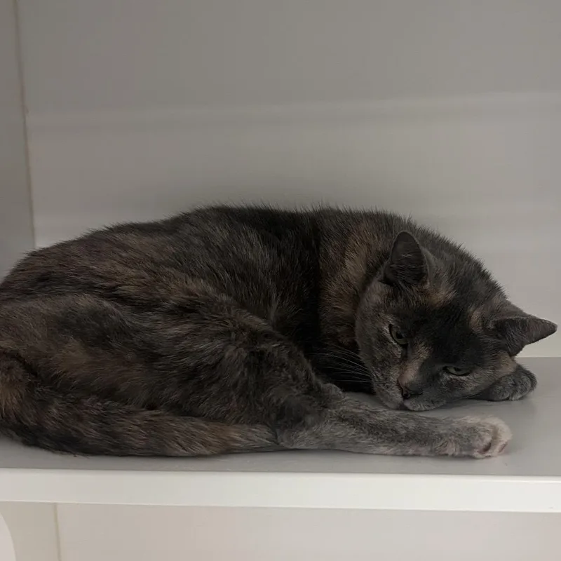An adult large-sized female Torbie Domestic Short Hair cat named Lima for adoption in Philadelphia, PA