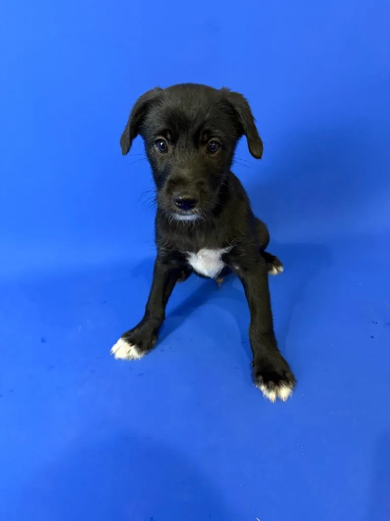 A baby medium-sized male Black Rat Terrier dog named Peter Parker for adoption in Alvin, TX