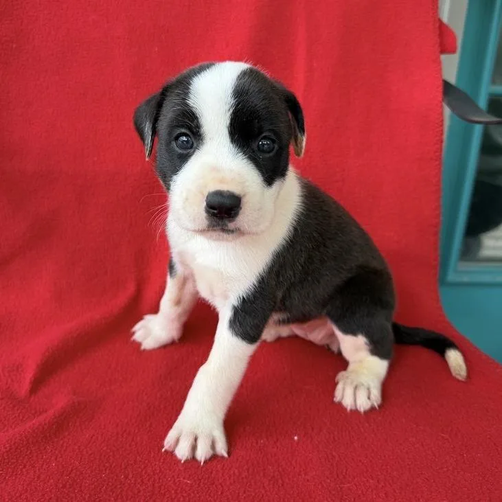 A baby small-sized female White / Cream Terrier dog named Whatchamacallit for adoption in Carencro, LA