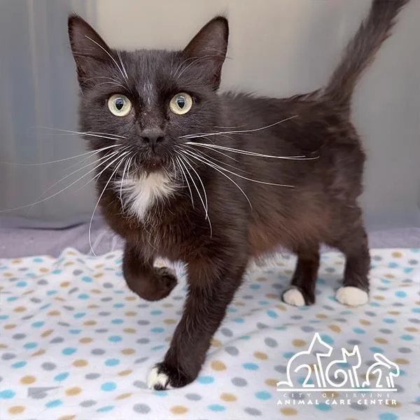 Nox