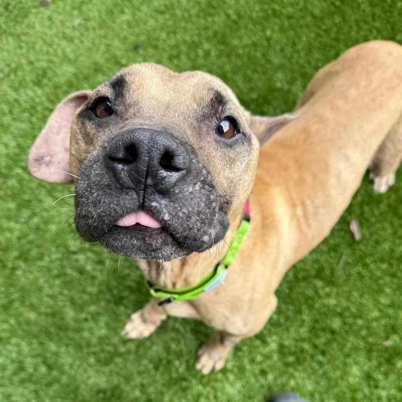 A senior medium-sized male Yellow / Tan / Blond / Fawn Mixed Breed dog named Zekey for adoption in LOXAHATCHEE, FL