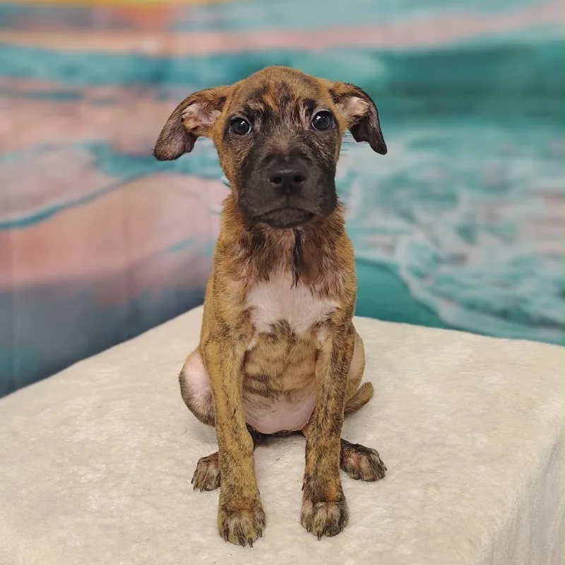 A baby medium-sized female Brindle Pit Bull Terrier dog named Zayda for adoption in Griswold, CT
