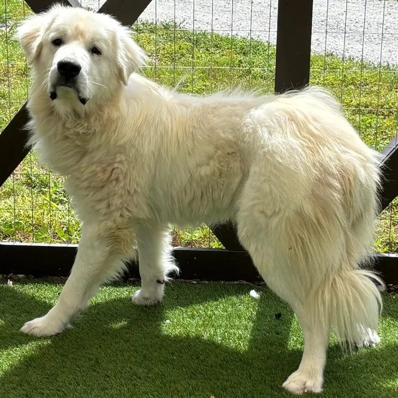 An adult large-sized male White / Cream Great Pyrenees dog named Quincy for adoption in LOXAHATCHEE, FL