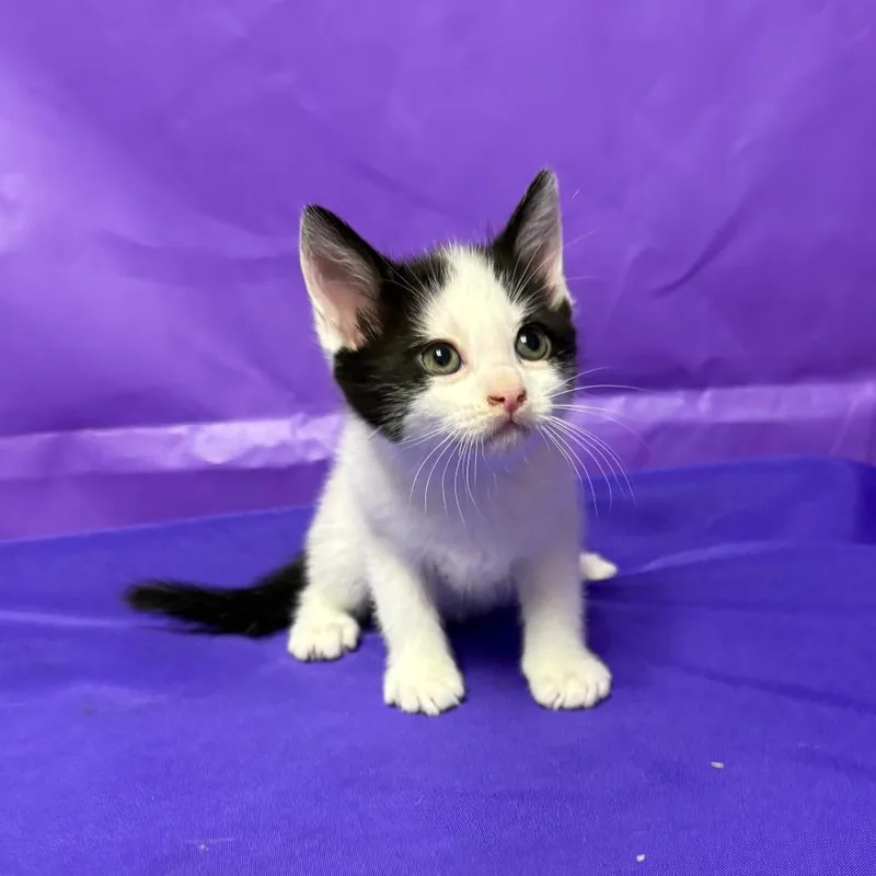A baby small-sized male Domestic Medium Hair cat named Jamie for adoption in North Myrtle Beach, SC