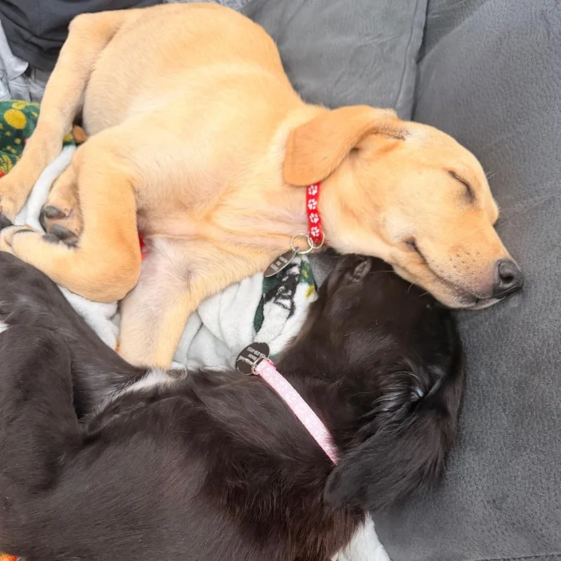 Sadie thumbnail 2