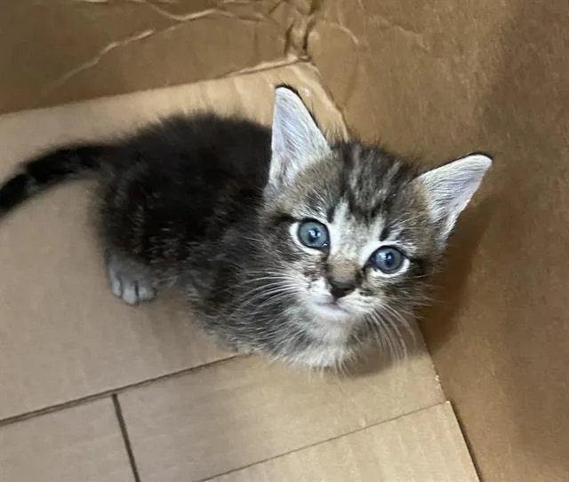 A baby medium-sized male Domestic Short Hair cat named Dion for adoption in Dallas, TX