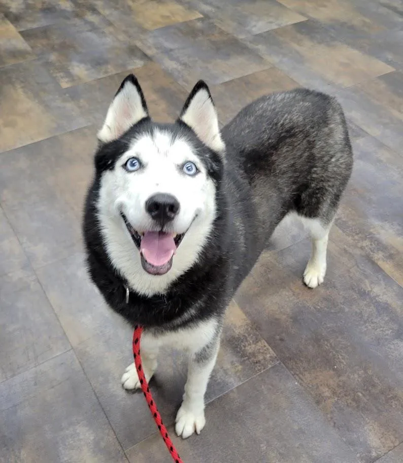 An adult large-sized female Black Siberian Husky dog named Clara for adoption in Lisbon, OH