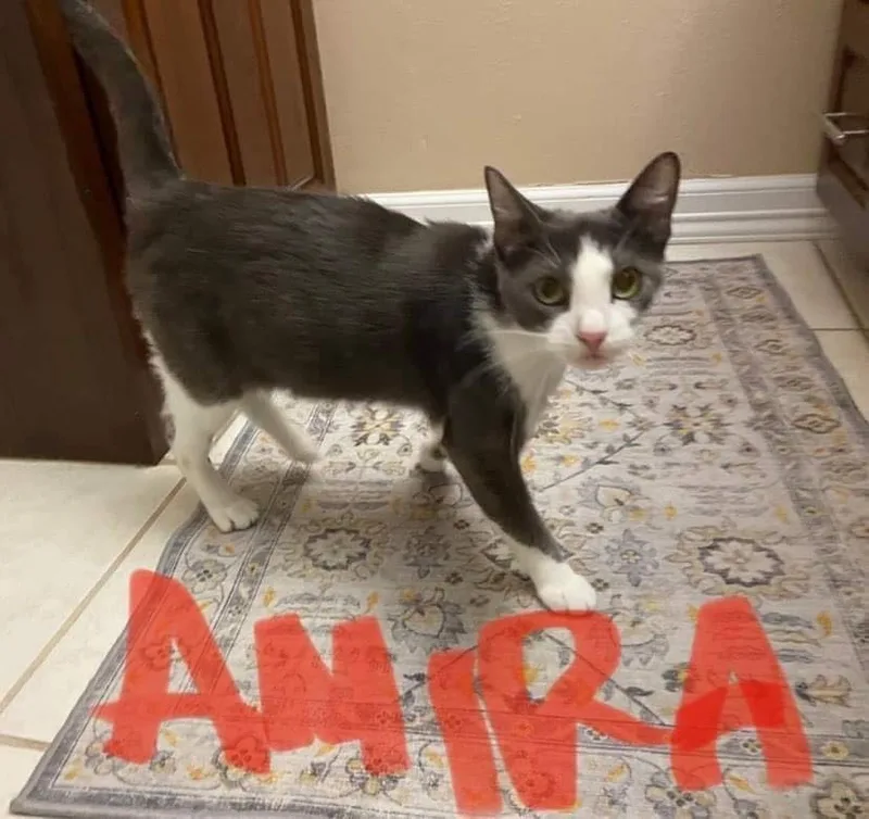 An adult medium-sized female Gray & White Domestic Short Hair cat named Amira for adoption in Mabank, TX