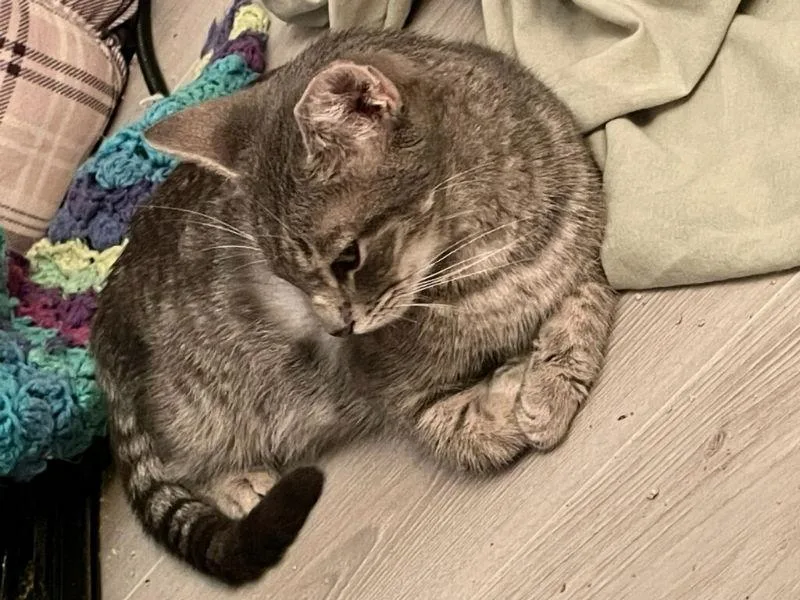 Puss In Boots thumbnail 2