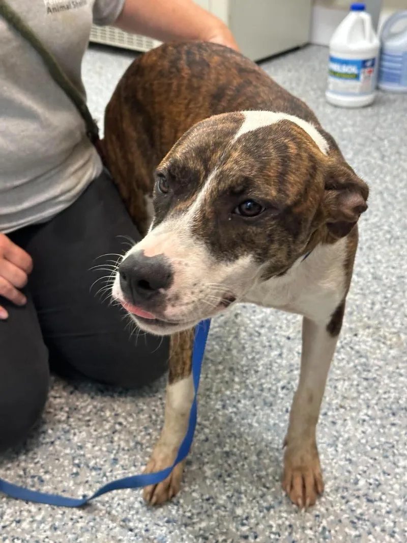 An adult medium-sized female Brindle Pit Bull Terrier dog named Molly for adoption in Burgaw, NC