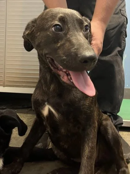A baby medium-sized female Labrador Retriever dog named Chili for adoption in Seneca, SC