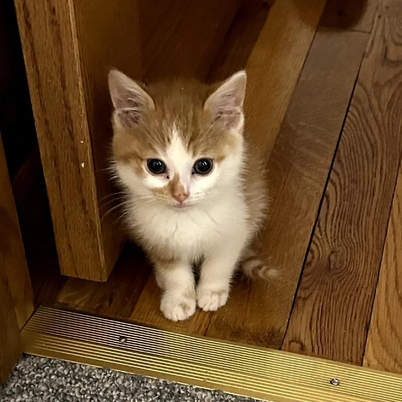 A baby small-sized male Orange / Red Domestic Short Hair cat named Tex for adoption in Carmel, IN