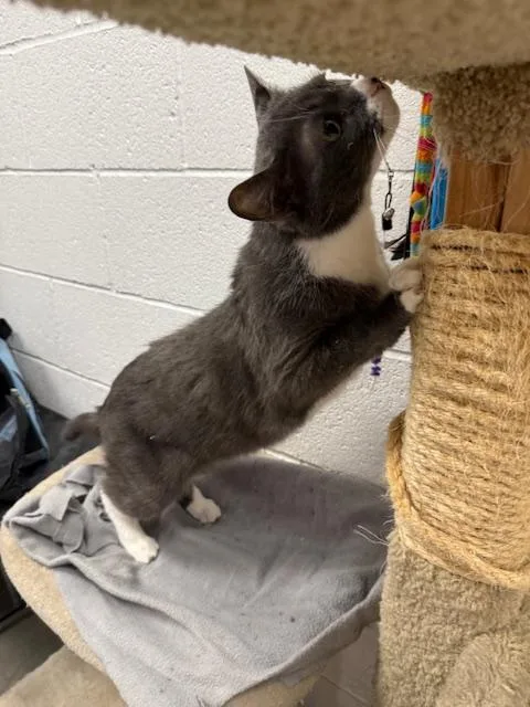 Pipsqueak thumbnail 2