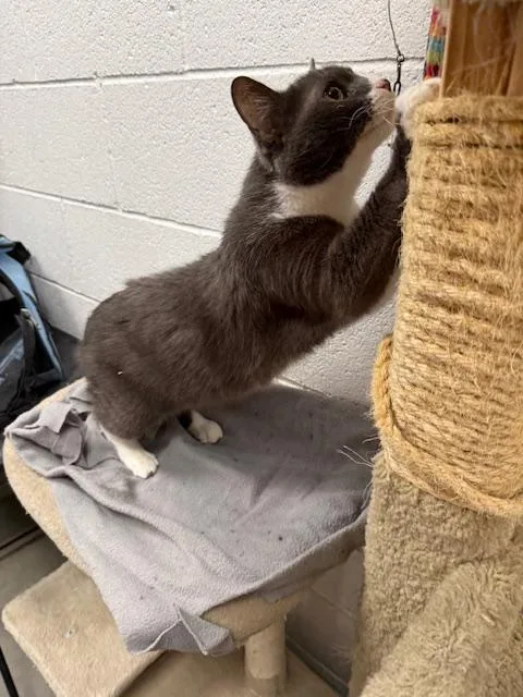 Pipsqueak thumbnail 3