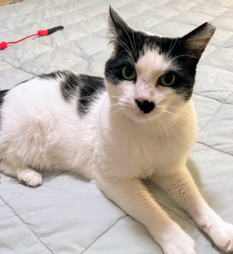 An adult medium-sized female Black & White / Tuxedo Domestic Short Hair cat named Kylie  Rancho Cucamonga for adoption in Yorba Linda, CA