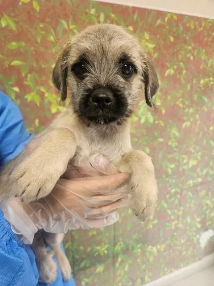 A young small-sized female Terrier dog named Andromeda for adoption in San Antonio, TX