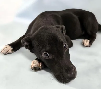 A baby large-sized female Labrador Retriever dog named Aspen for adoption in Morton Grove, IL