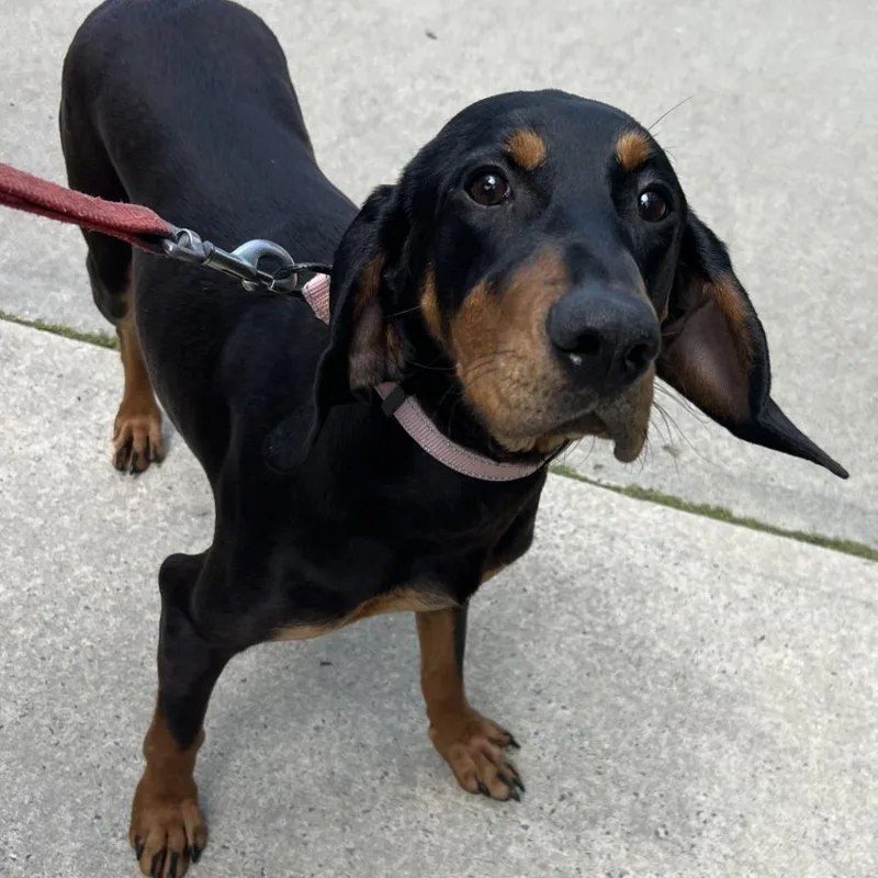 A young medium-sized female Black Coonhound dog named Bella for adoption in Hampton Bays, NY