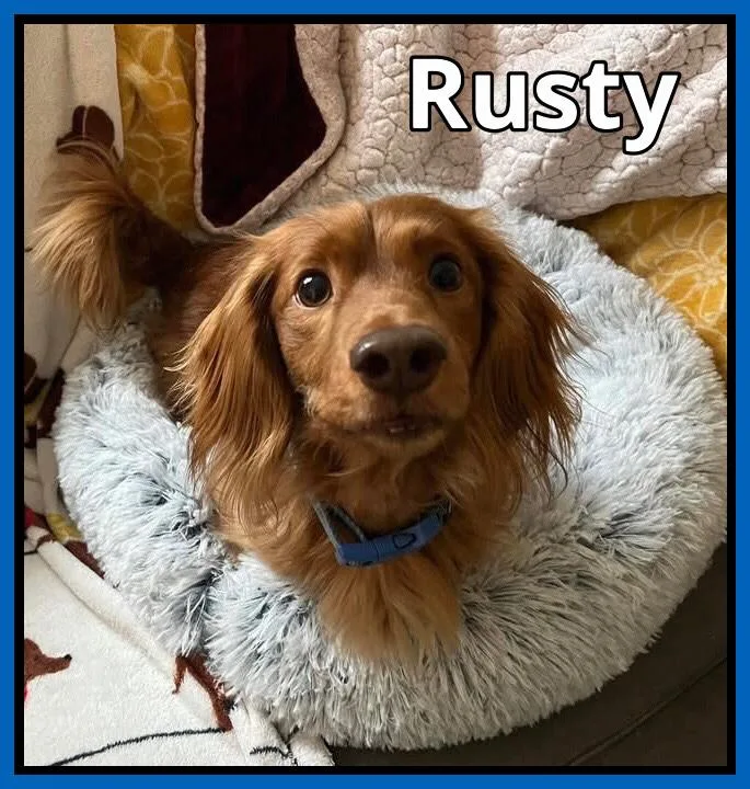 An adult small-sized male Red / Chestnut / Orange Dachshund (Long Haired) dog named Rusty for adoption in Green Cove Springs, FL