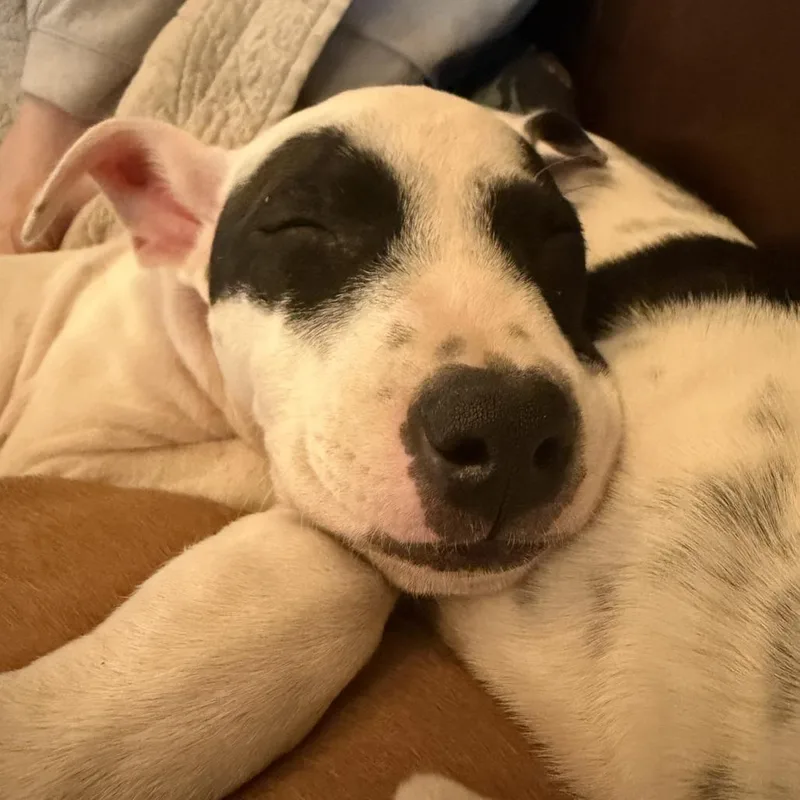 A baby medium-sized female Jack Russell Terrier dog named Oreo for adoption in Cordova, TN